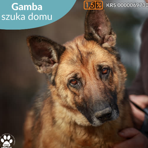 Psy ze schroniska do adopcji Gamba