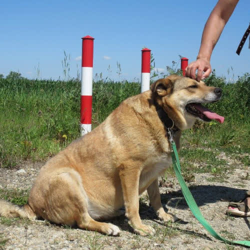 Psy ze schroniska do adopcji Mirella