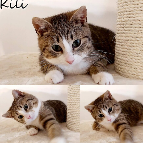 Koty ze schroniska do adopcji Kili