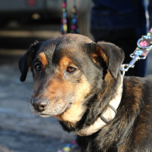 Psy ze schroniska do adopcji RITA 