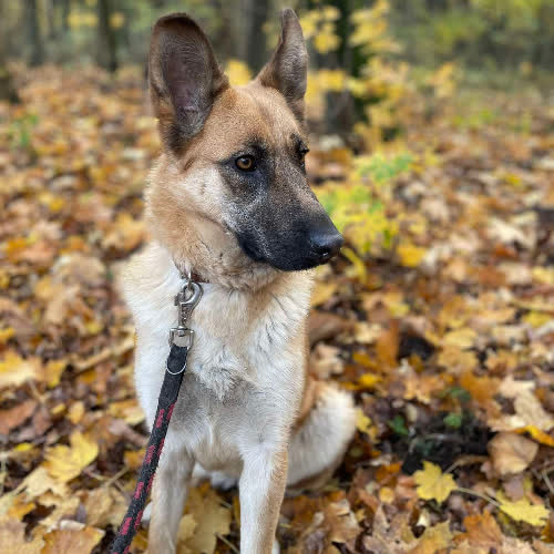 Psy ze schroniska do adopcji Żaluzja 