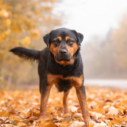 Psy ze schroniska do adopcji Optymista NARGO