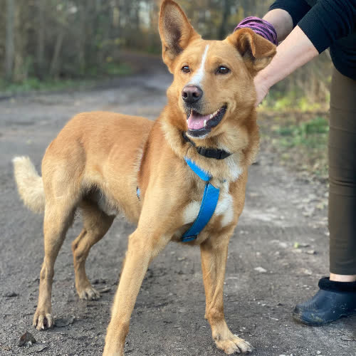 Psy ze schroniska do adopcji Ringo