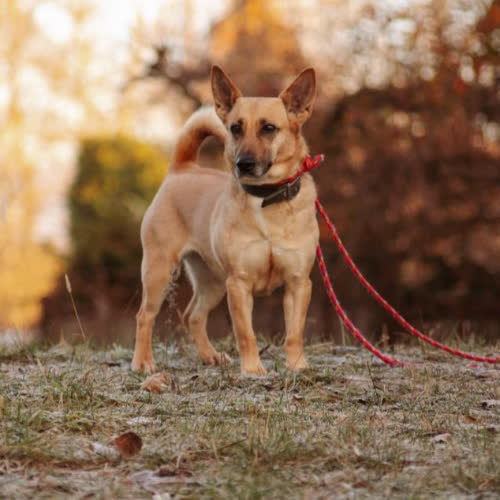 Psy ze schroniska do adopcji Ellie