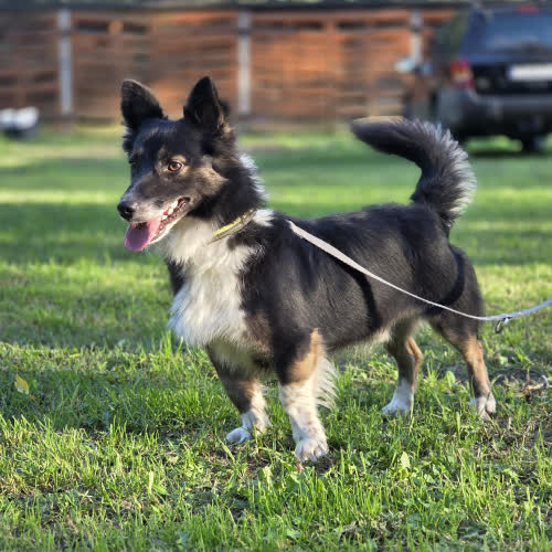 Psy ze schroniska do adopcji Kieł
