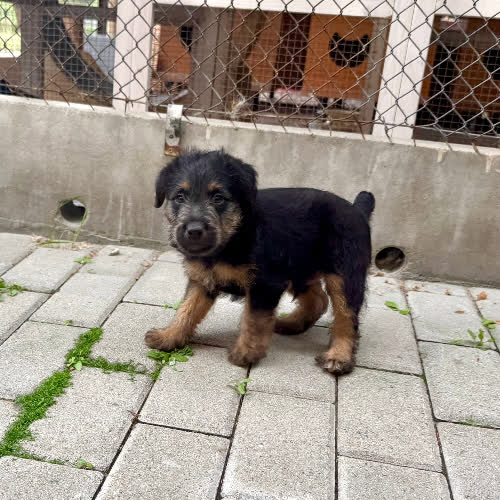 Psy ze schroniska do adopcji Junior 