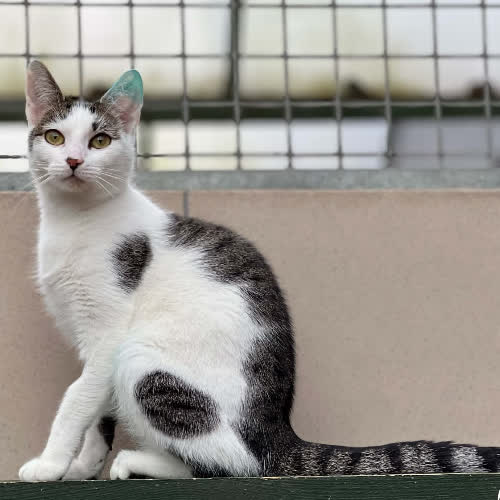 Koty ze schroniska do adopcji Lili