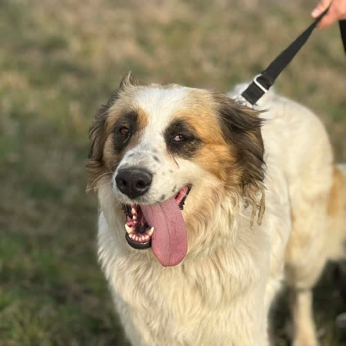 Psy ze schroniska do adopcji Betty