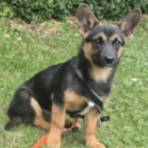 Psy ze schroniska do adopcji Laki