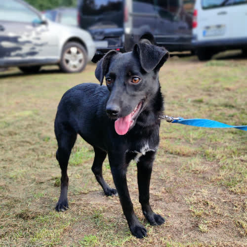 Szczeniak Dziewczynka 