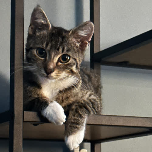Koty ze schroniska do adopcji Skarpetka