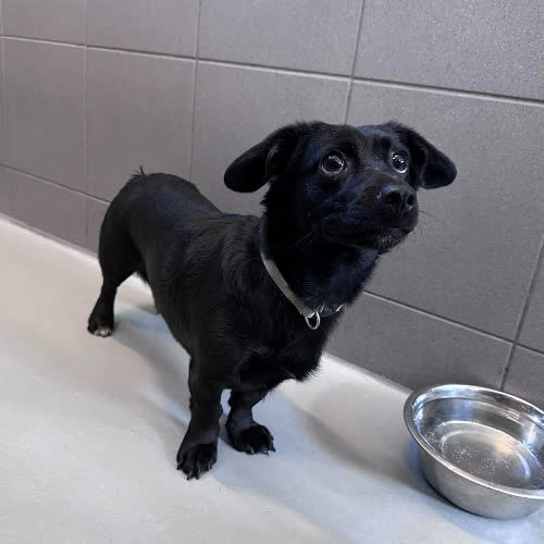 Psy ze schroniska do adopcji Lula