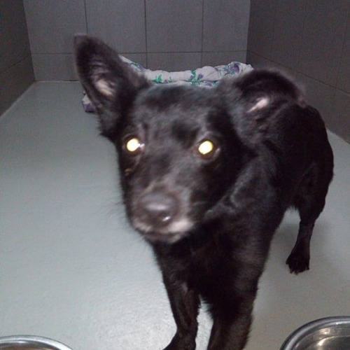 Michałek  - odebrany