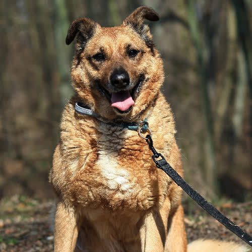 Psy ze schroniska do adopcji Zorza