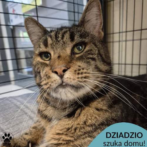 Koty ze schroniska do adopcji Dziadzio