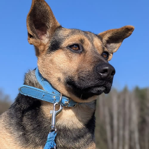 Psy ze schroniska do adopcji Tuptuś