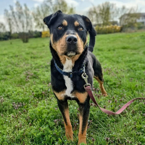 Psy ze schroniska do adopcji Rex