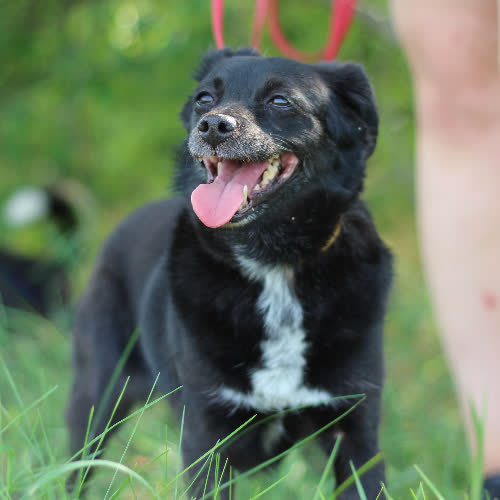 Psy ze schroniska do adopcji Nelka