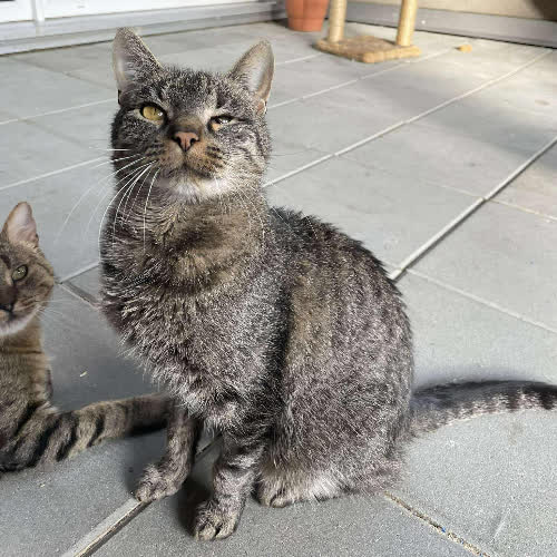 Koty ze schroniska do adopcji A116