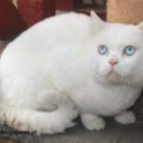 Koty ze schroniska do adopcji Biały