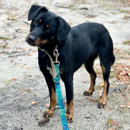 Psy ze schroniska do adopcji Pinka