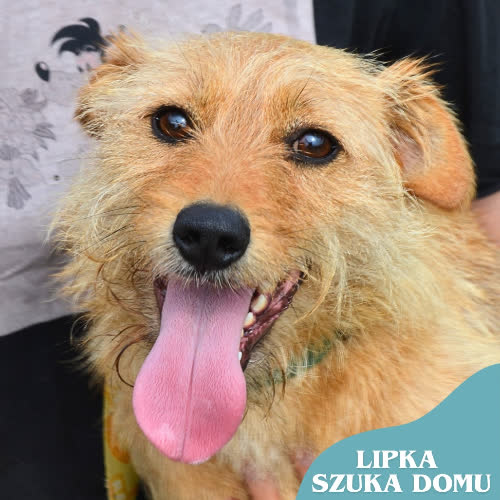 Psy ze schroniska do adopcji LIPKA