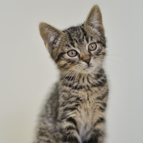 Koty ze schroniska do adopcji Racuch