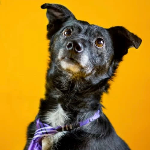 Psy ze schroniska do adopcji Misiek