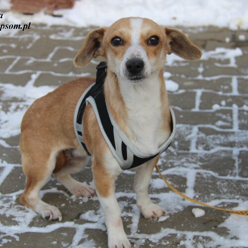 Cyranka - mała słodycz