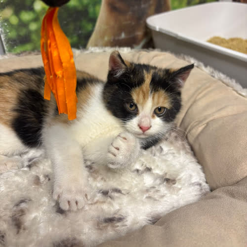 Koty ze schroniska do adopcji Choinka