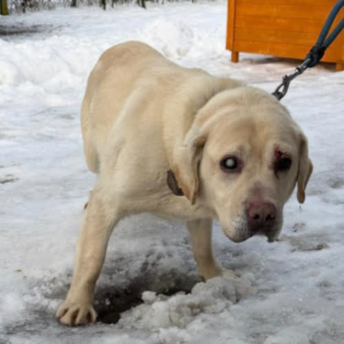 Psy ze schroniska do adopcji Bruno 