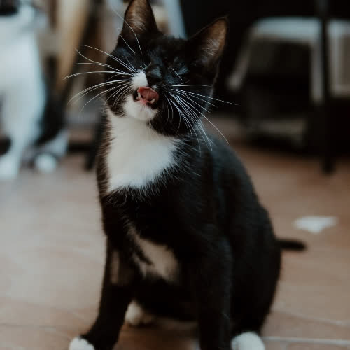 Koty ze schroniska do adopcji Sznytka 