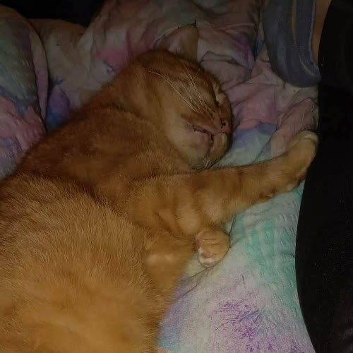 Donald