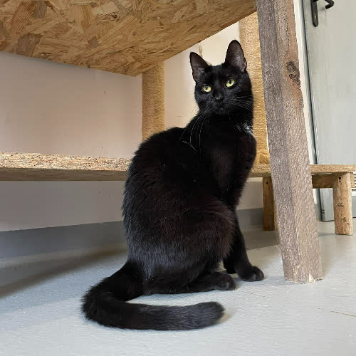 Koty ze schroniska do adopcji Kalka