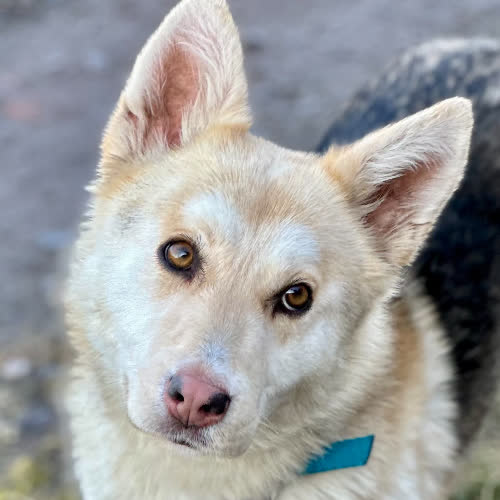 Psy ze schroniska do adopcji Kenia