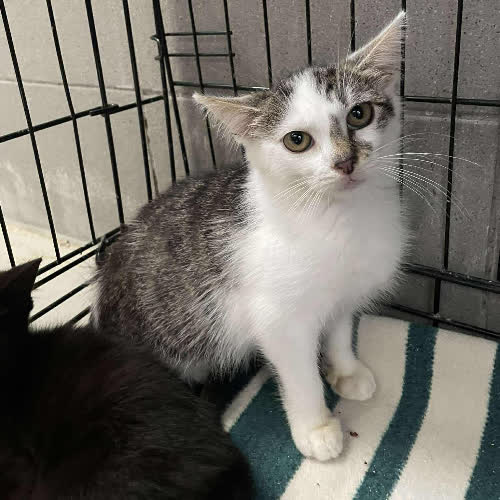 Koty ze schroniska do adopcji Kudłaty