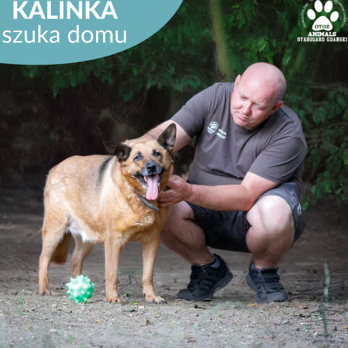 Psy ze schroniska do adopcji Kalinka