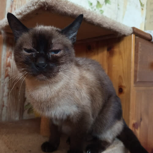 Koty ze schroniska do adopcji Tofi