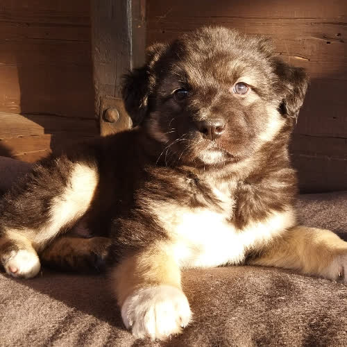 Psy ze schroniska do adopcji Czarek