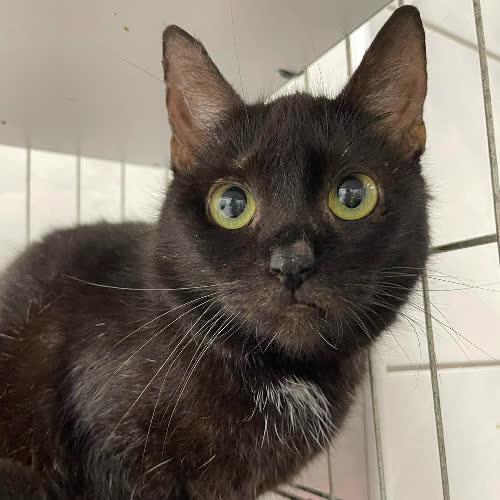 Koty ze schroniska do adopcji Książe