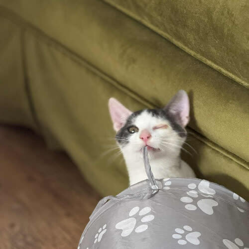 Koty ze schroniska do adopcji Kociak chłopiec