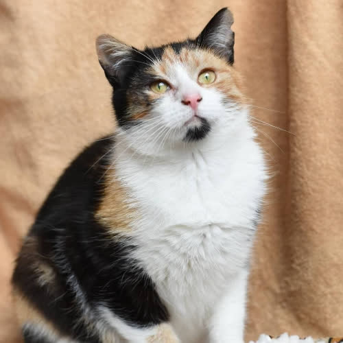 Koty ze schroniska do adopcji Trikolorka