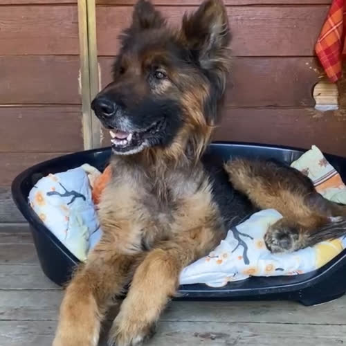 Psy ze schroniska do adopcji Bubu
