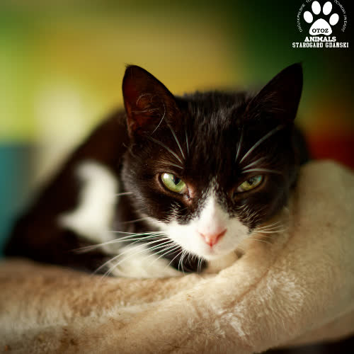 Koty ze schroniska do adopcji Lucyfer