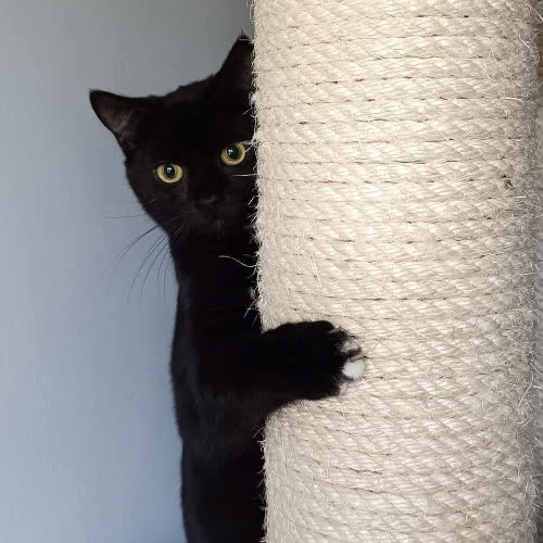 Koty ze schroniska do adopcji Kropek