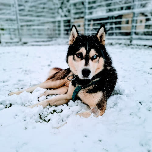 Psy ze schroniska do adopcji Hatchi