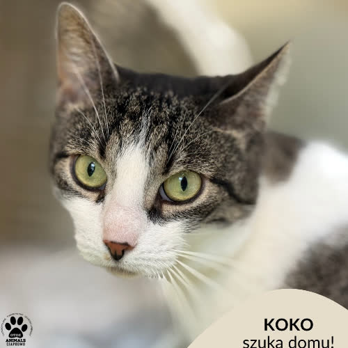 Koty ze schroniska do adopcji Koko