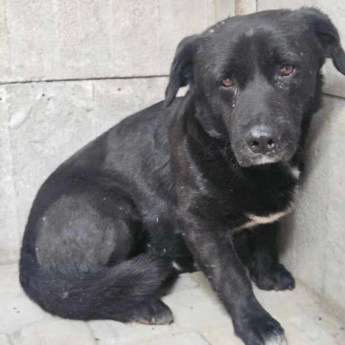 Psy ze schroniska do adopcji Guzik
