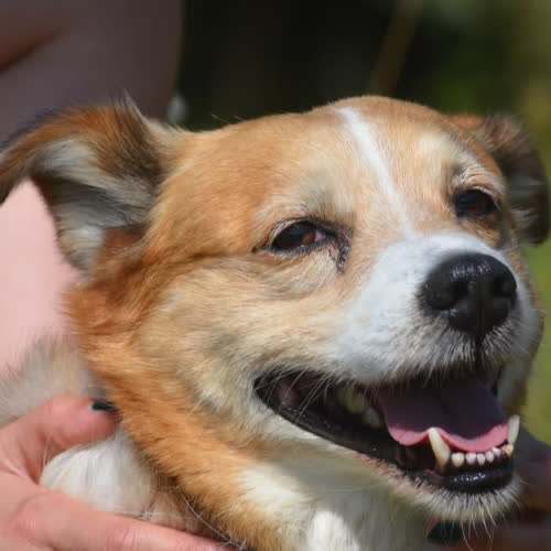 Psy ze schroniska do adopcji Władek