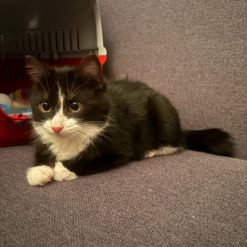 Koty ze schroniska do adopcji Stjerne 